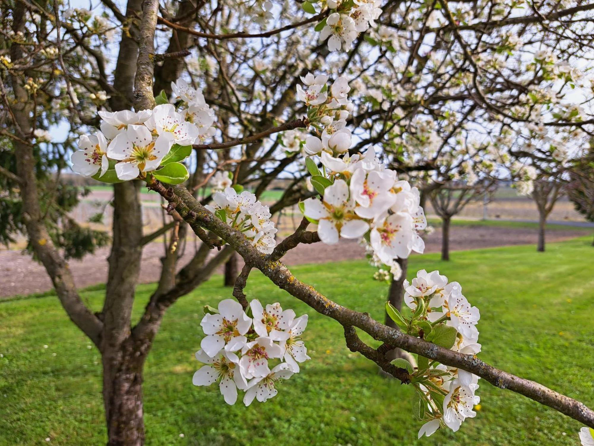 La Metairie Au Milieu Des Vignes Διαμέρισμα Réaux Εξωτερικό φωτογραφία